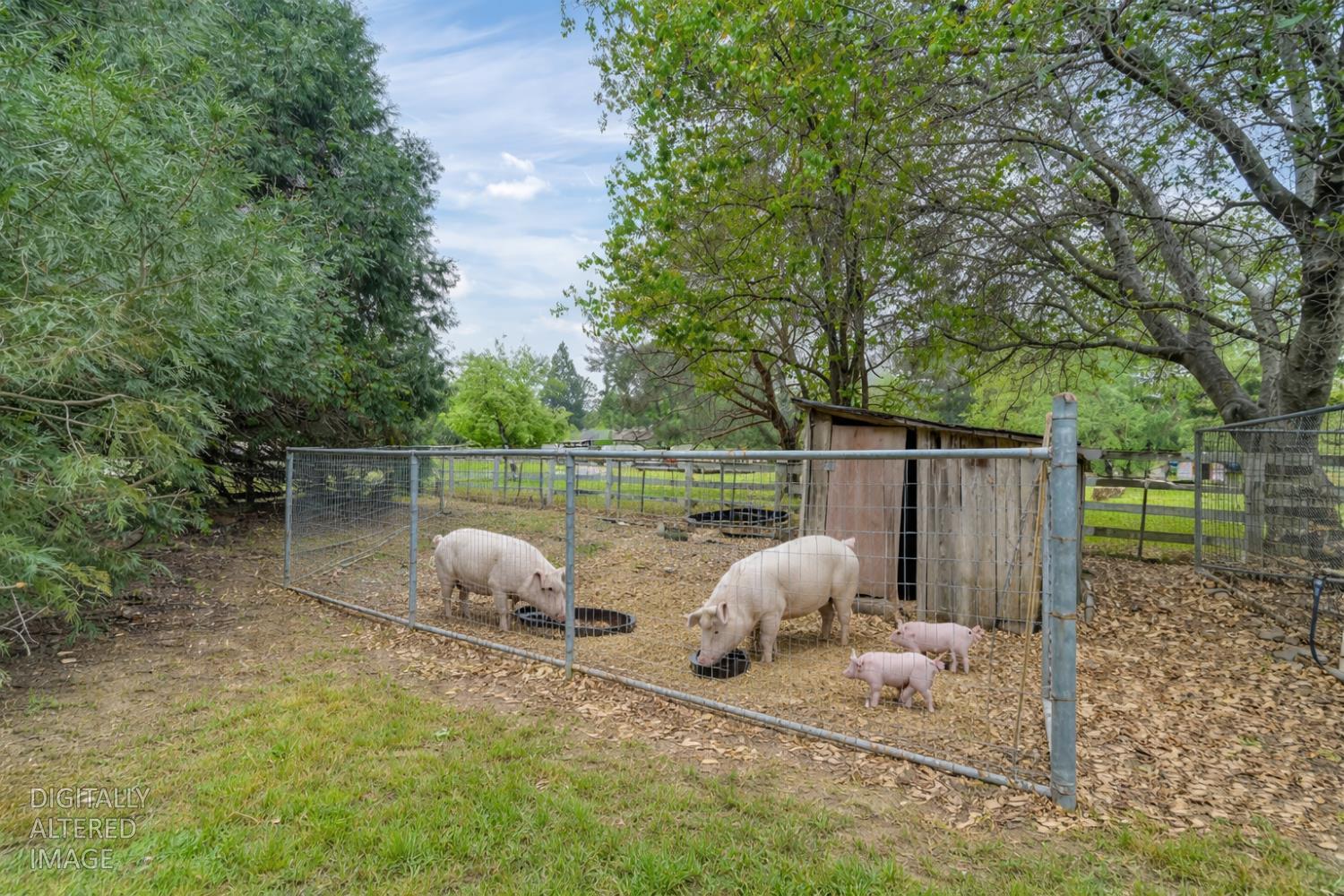 5682 Virginiatown Road Newcastle, CA 95658 - Photo 35 of 56 Pig pen with small enclosure and auto waterer.