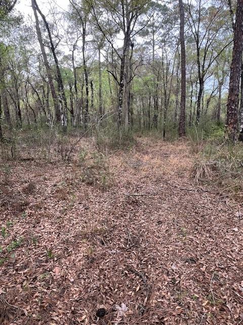 a view of a forest with trees in the background