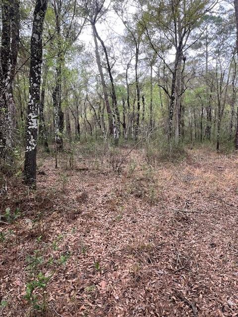 0 Packingham Drive Webster, FL 33597 - Photo 2 of 4 a view of a forest with trees in the background