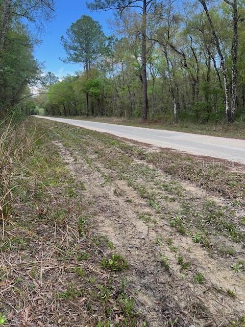 0 Packingham Drive Webster, FL 33597 - Photo 4 of 4 a view of yard with large trees