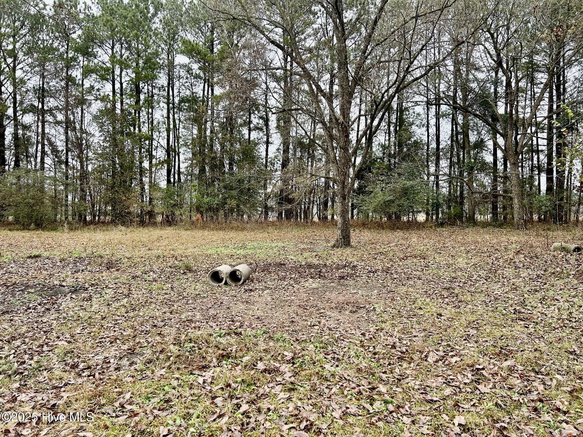 14081 Oil Mill Road Gibson, NC 28343 - Photo 16 of 17 Back Yard