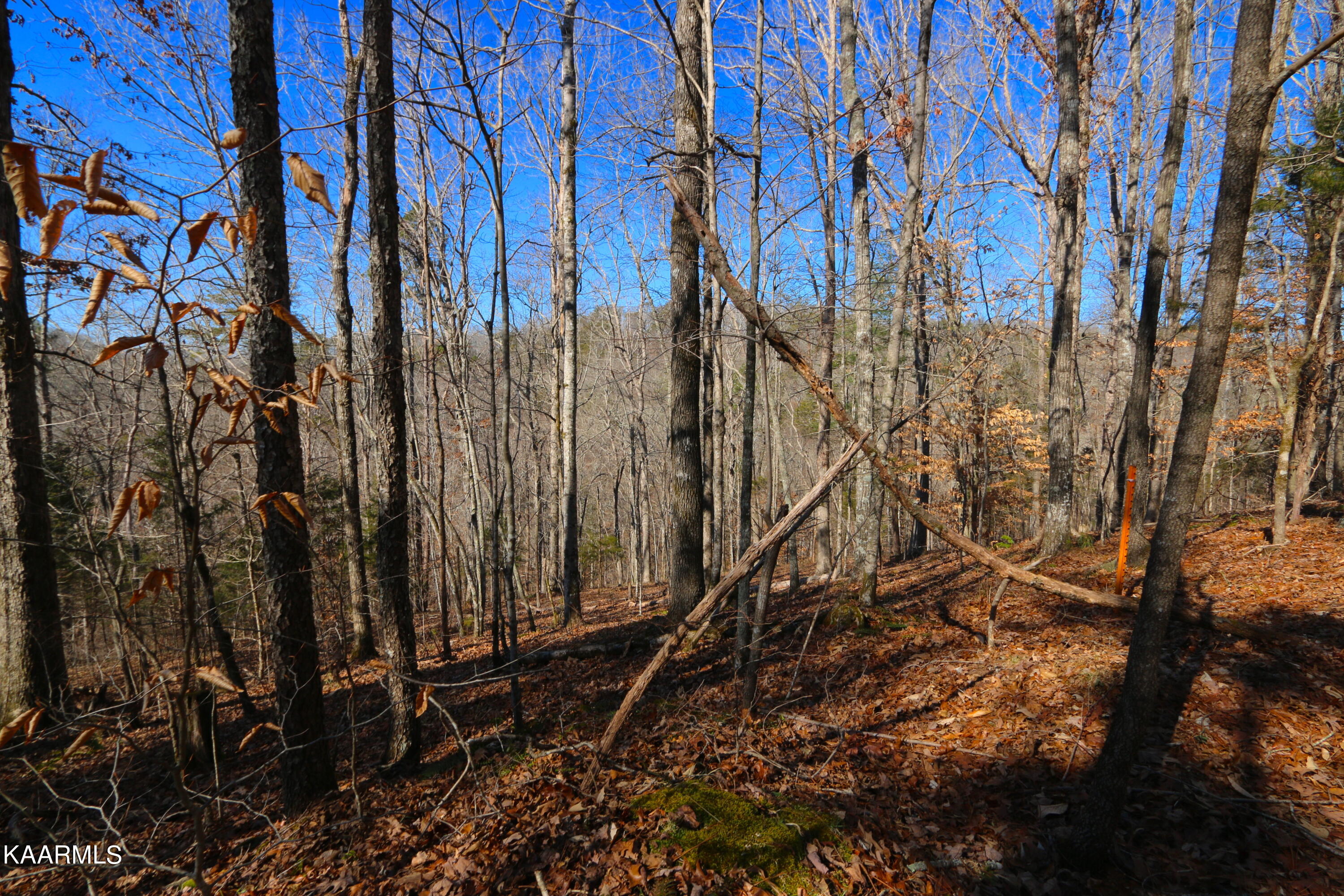 2 Bill Moser Road Vonore, TN 37885 - Photo 15 of 32 IMG_0128