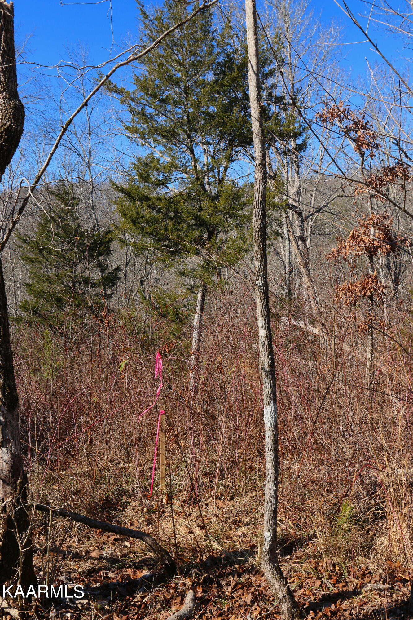 2 Bill Moser Road Vonore, TN 37885 - Photo 20 of 32 IMG_0129