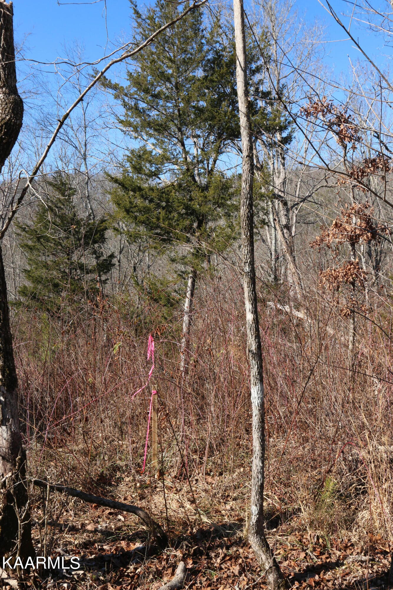 2 Bill Moser Road Vonore, TN 37885 - Photo 28 of 32 IMG_0129