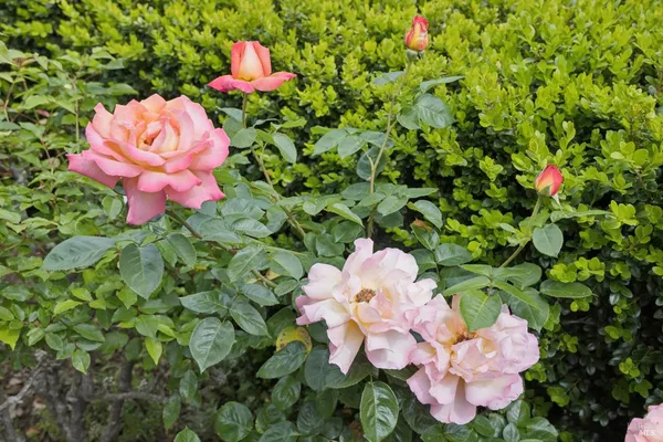 $5,995,000 | 44 San Rafael Avenue, Belvedere, CA 94920