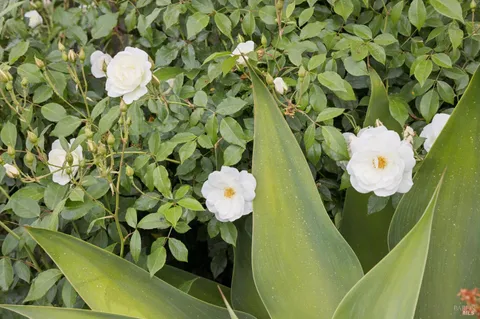 $5,995,000 | 44 San Rafael Avenue, Belvedere, CA 94920