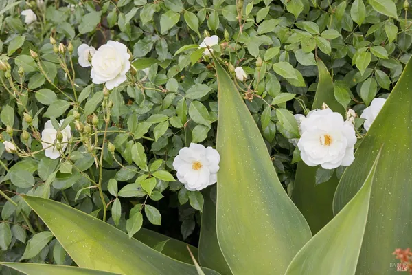 $5,995,000 | 44 San Rafael Avenue, Belvedere, CA 94920