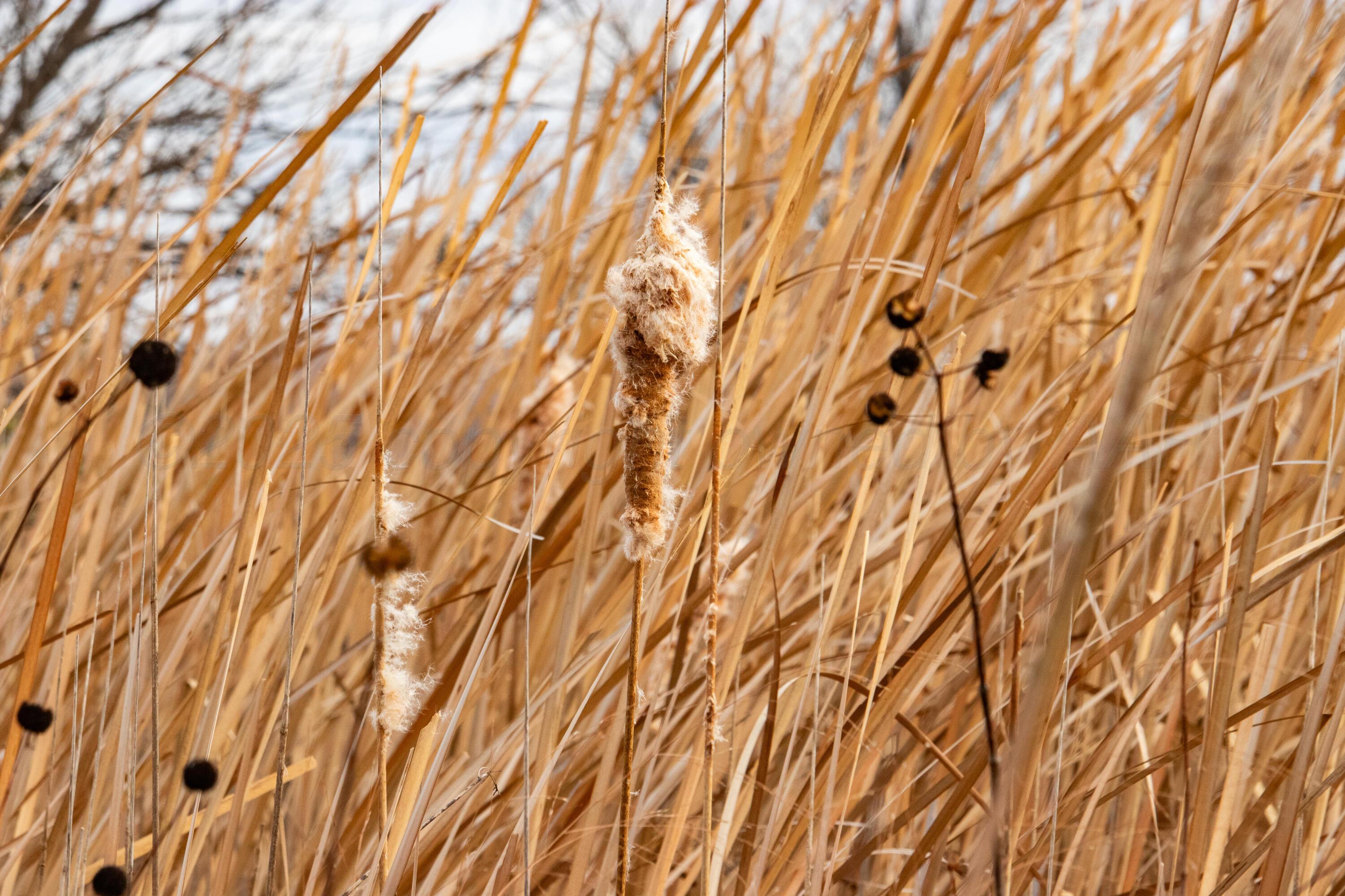 Triple S Canadian River Ranch Canadian, TX 79014 - Photo 20 of 88 012