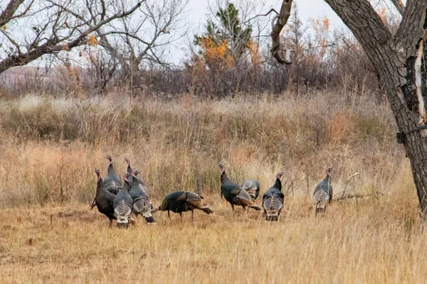 $1,500,000 | Triple S Canadian River Ranch, Canadian, TX 79014