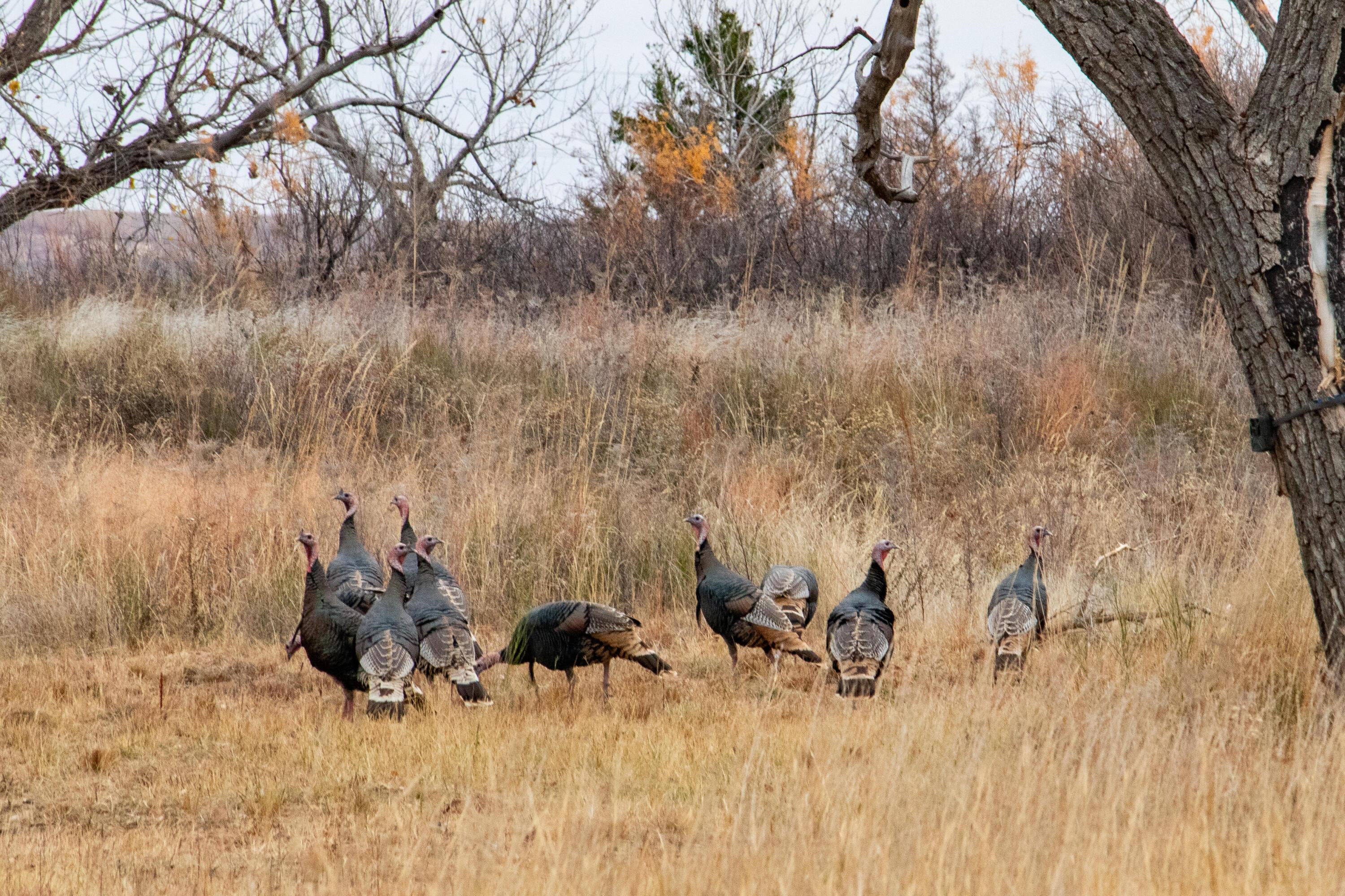 Triple S Canadian River Ranch Canadian, TX 79014 - Photo 28 of 88 019