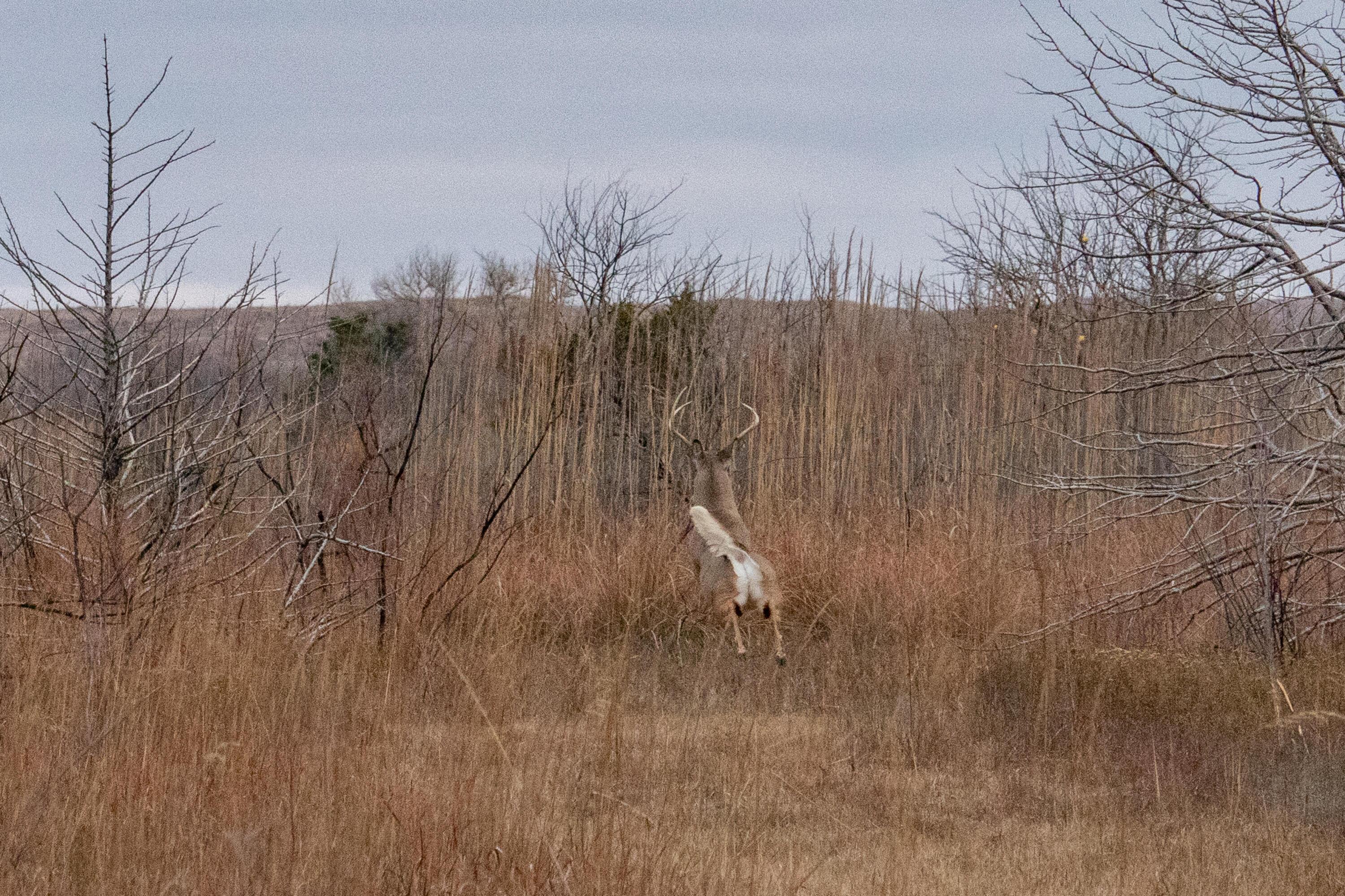 Triple S Canadian River Ranch Canadian, TX 79014 - Photo 34 of 88 a view of a dry yard with trees