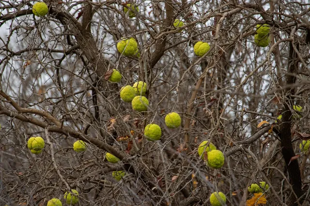 $1,500,000 | Triple S Canadian River Ranch, Canadian, TX 79014