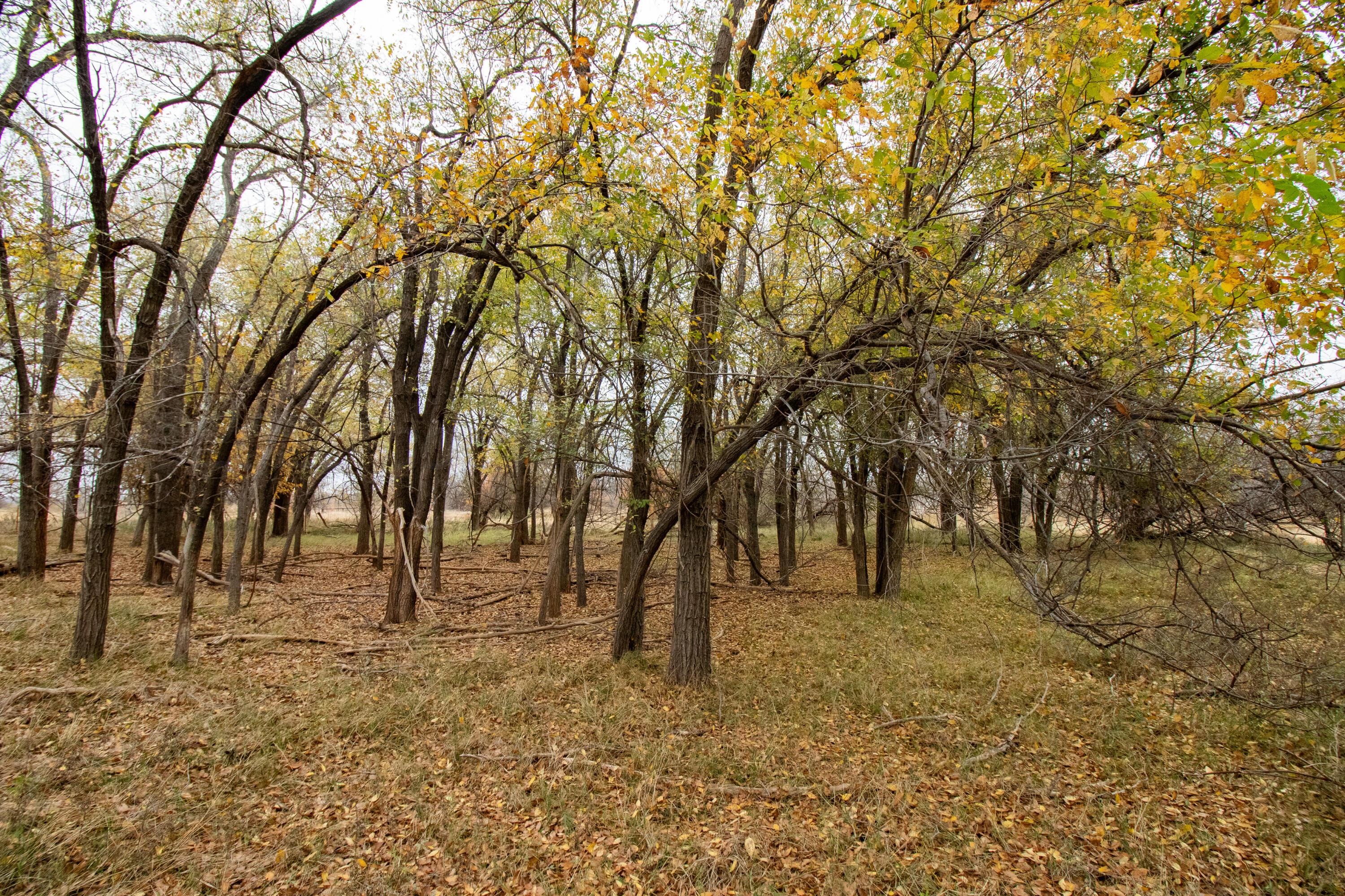 Triple S Canadian River Ranch Canadian, TX 79014 - Photo 60 of 88 a view of outdoor space with trees