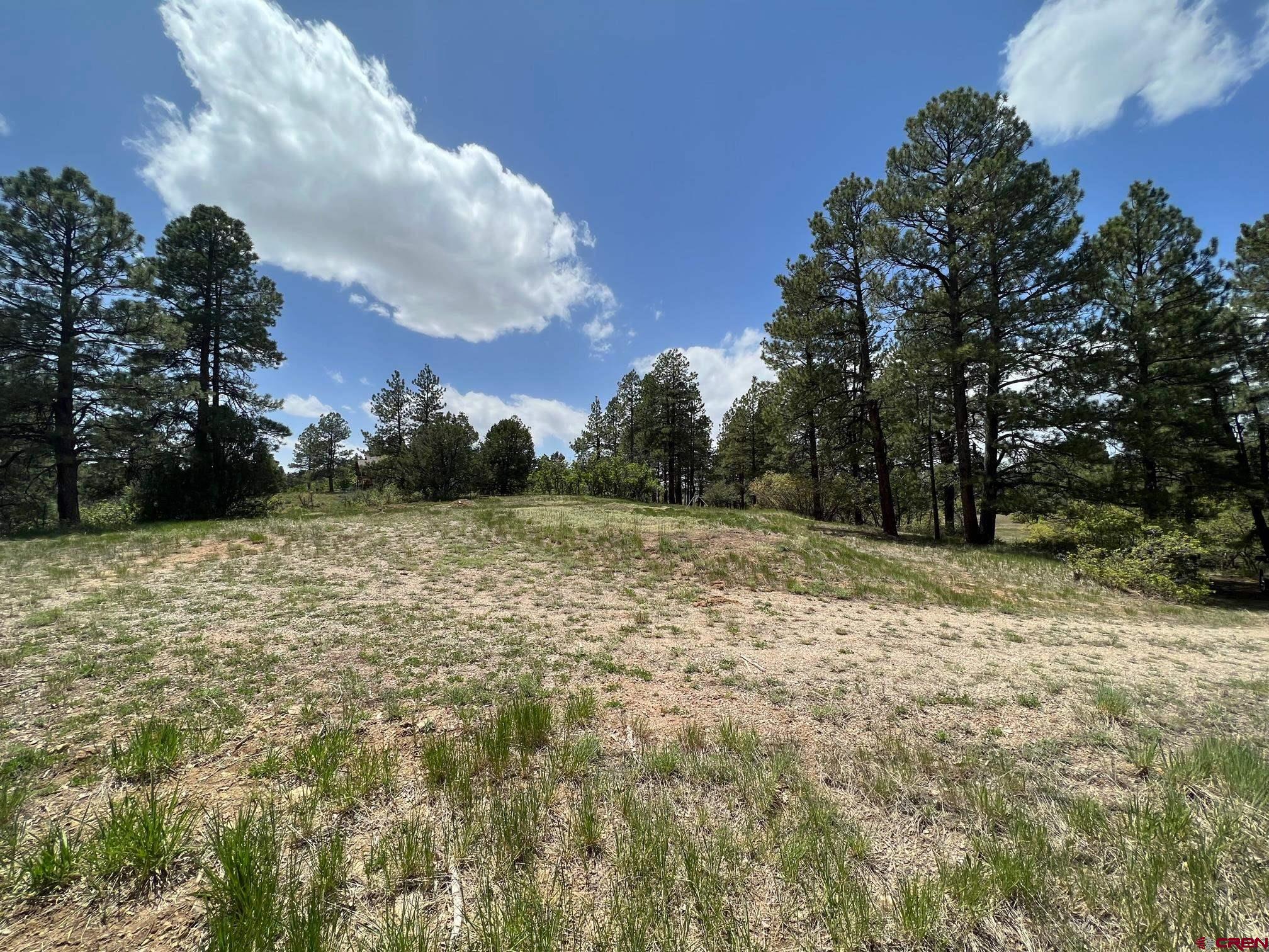 a view of a yard with trees