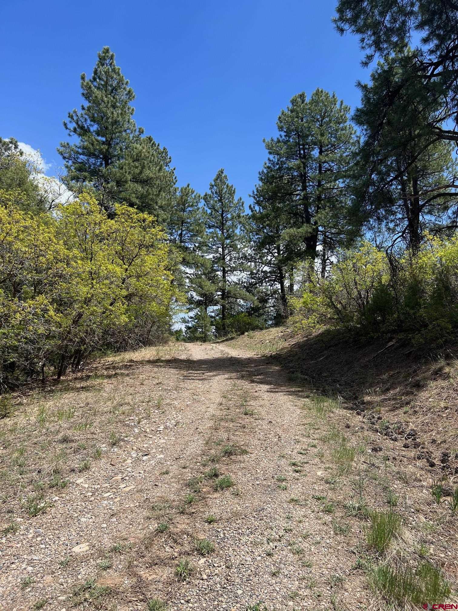 102 South Fork Road Durango, CO 81303 - Photo 10 of 14 a view of a yard with plants and trees
