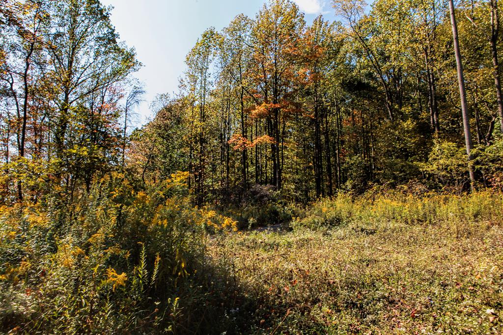 0 Raystown Road James Creek, PA 16657 - Photo 4 of 10 Gallery Image 4