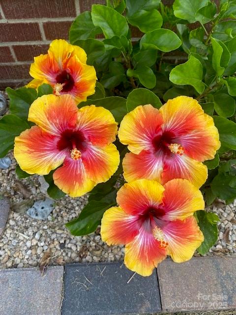 749 Meadowbrook Road Chester, SC 29706 - Photo 30 of 33 a view of a flower