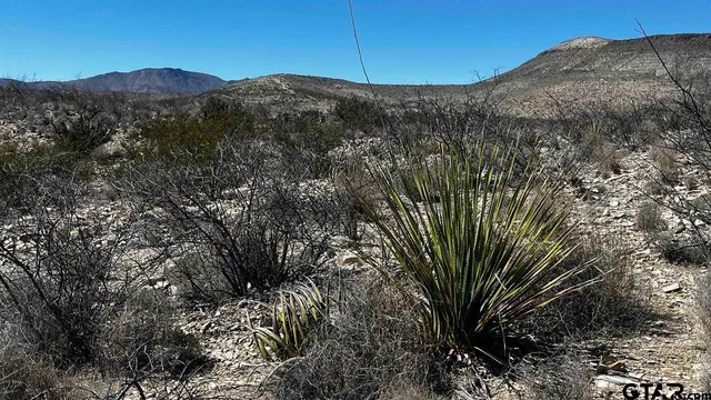 a view of a large tree with a mountain in the background