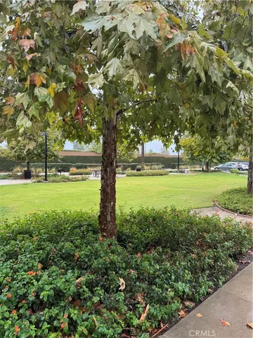 a view of a trees with a yard