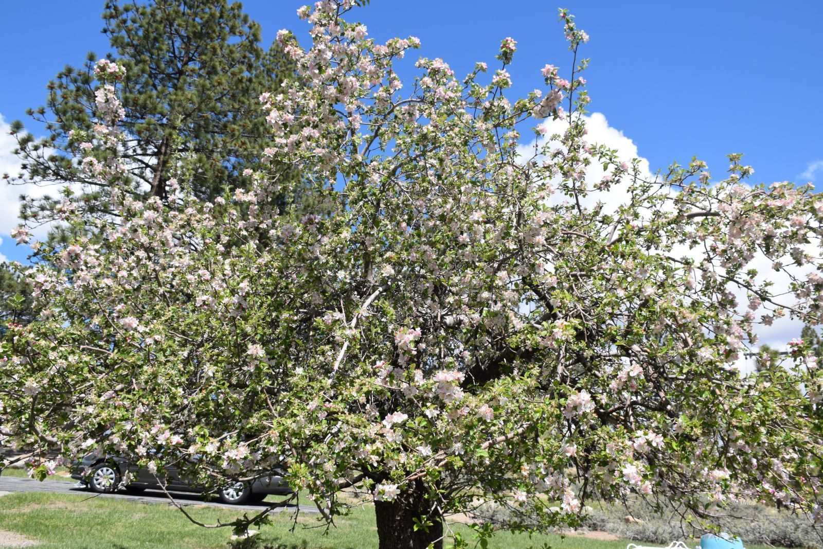 67 Willow Road Swall Meadows, CA 93514 - Photo 26 of 35 a view of a tree in a yard
