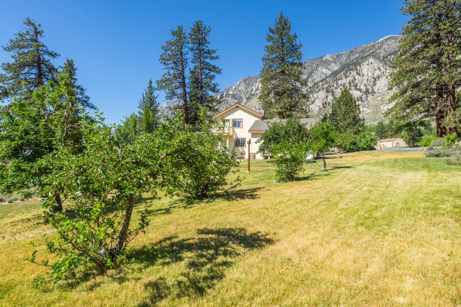 67 Willow Road Swall Meadows, CA 93514 - Photo 27 of 35 a view of a yard with a tree
