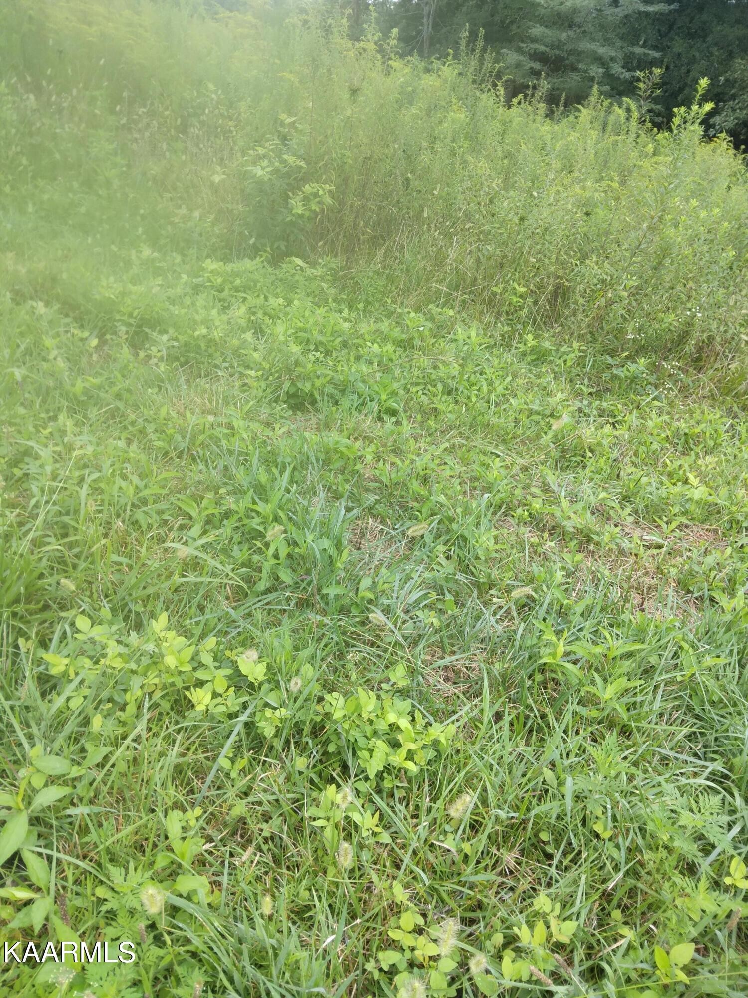 13671395 Mt Carmel Road Decatur, TN 37322 - Photo 2 of 11 Gallery Image 2