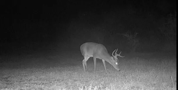 a view of outdoor space yard and swimming pool