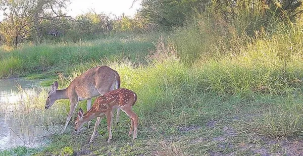a view of a garden with a fountain