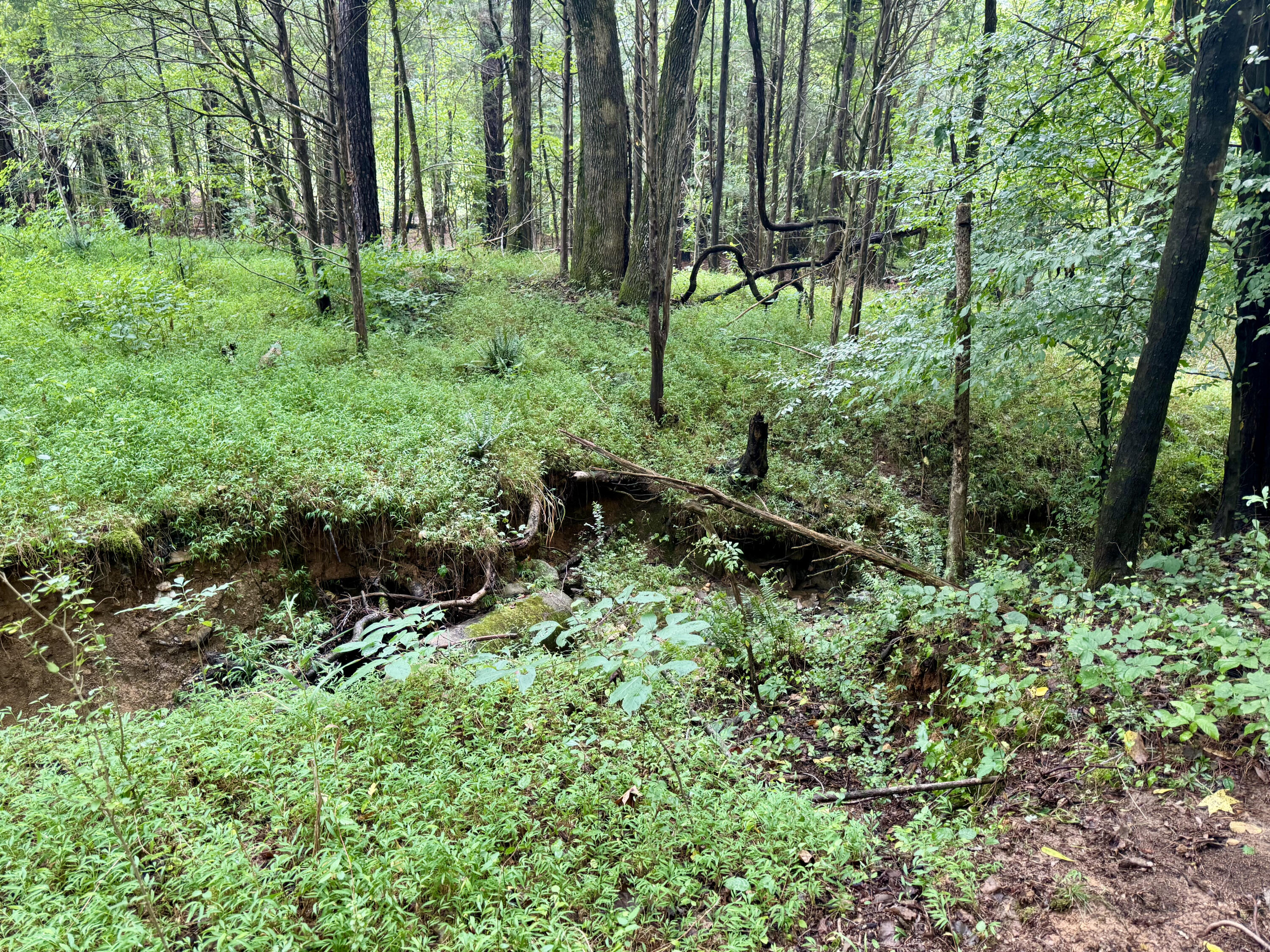 Lot A Camp Creek Road Lancaster, SC 29720 - Photo 8 of 16