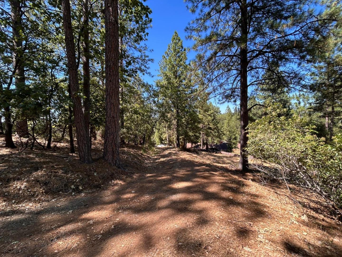 1720 Jacobs Way Placerville, CA 95667 - Photo 11 of 12 a view of a tree in the middle of a yard