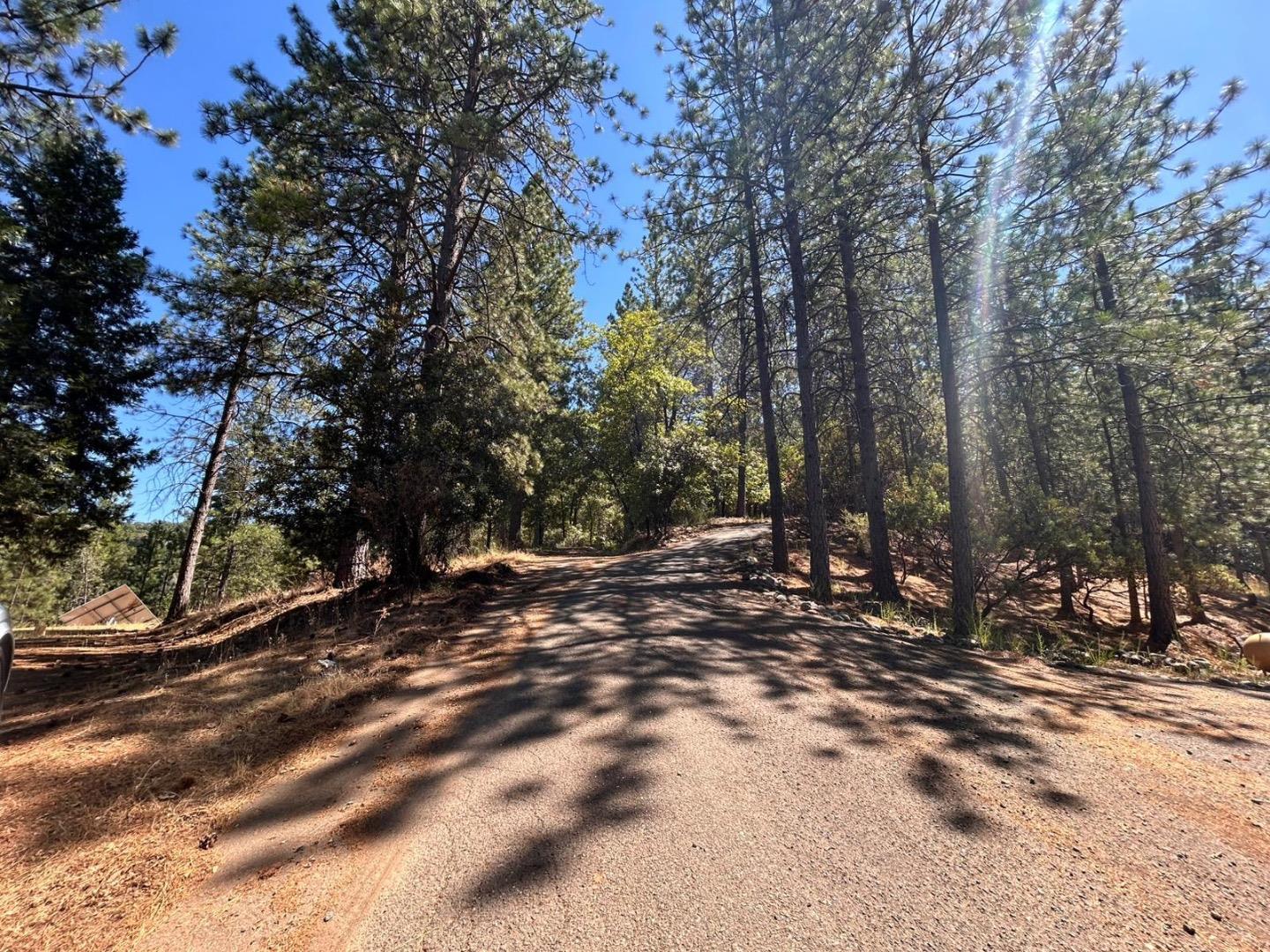 1720 Jacobs Way Placerville, CA 95667 - Photo 3 of 12 a view of a forest filled with trees