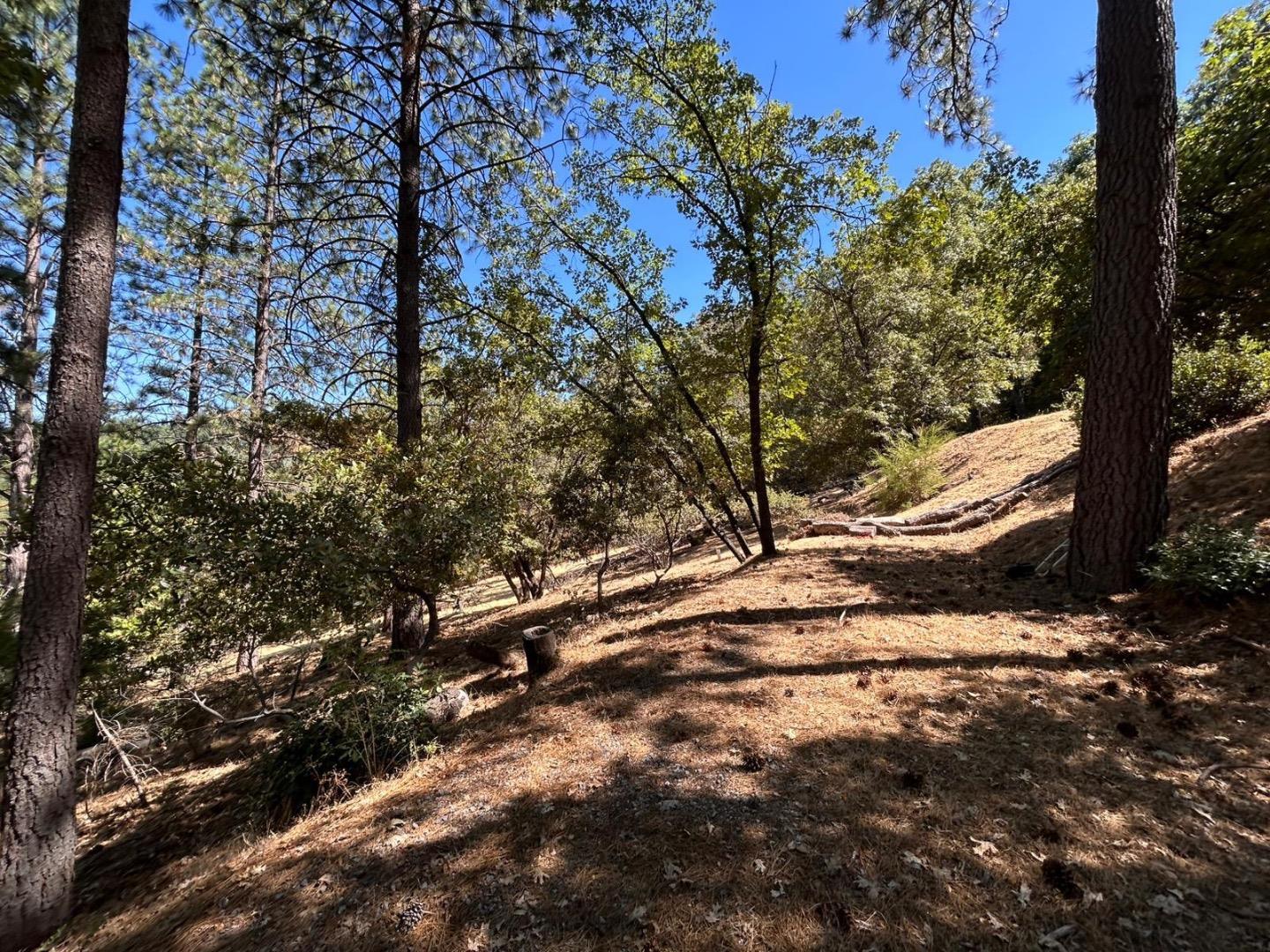 1720 Jacobs Way Placerville, CA 95667 - Photo 9 of 12 a view of outdoor space with trees