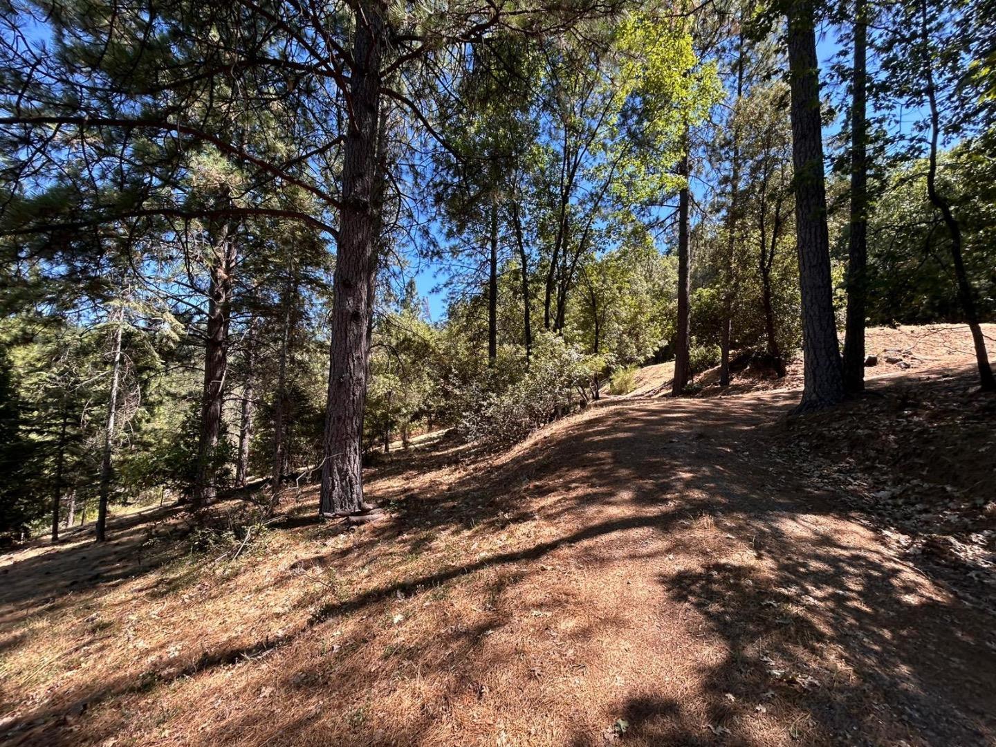 1720 Jacobs Way Placerville, CA 95667 - Photo 10 of 12 a view of a forest with trees