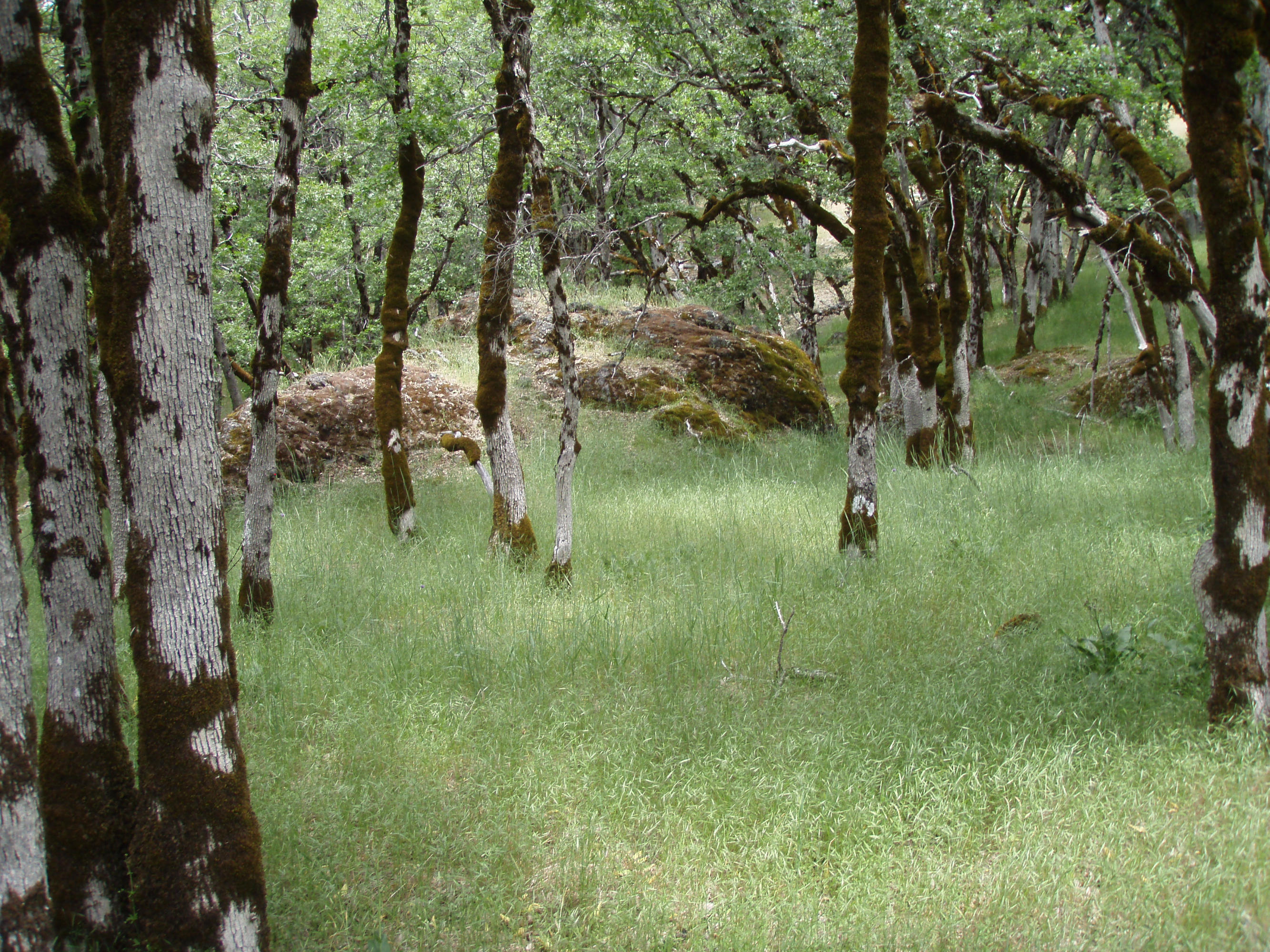 4750 Burr Valley Road Bridgeville, CA 95526 - Photo 45 of 52