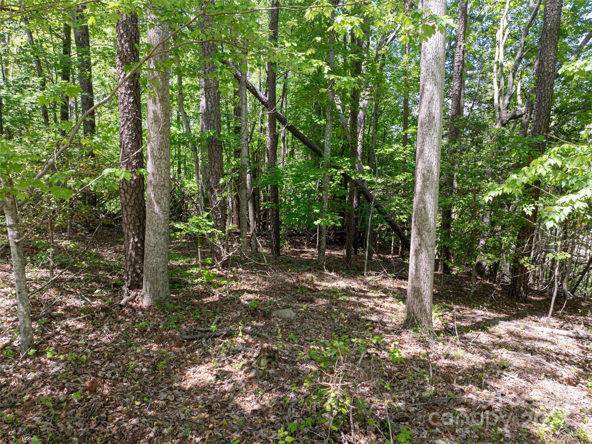 99999 Brevard Road Mills River, NC 28759 - Photo 3 of 13 a view of a forest with trees