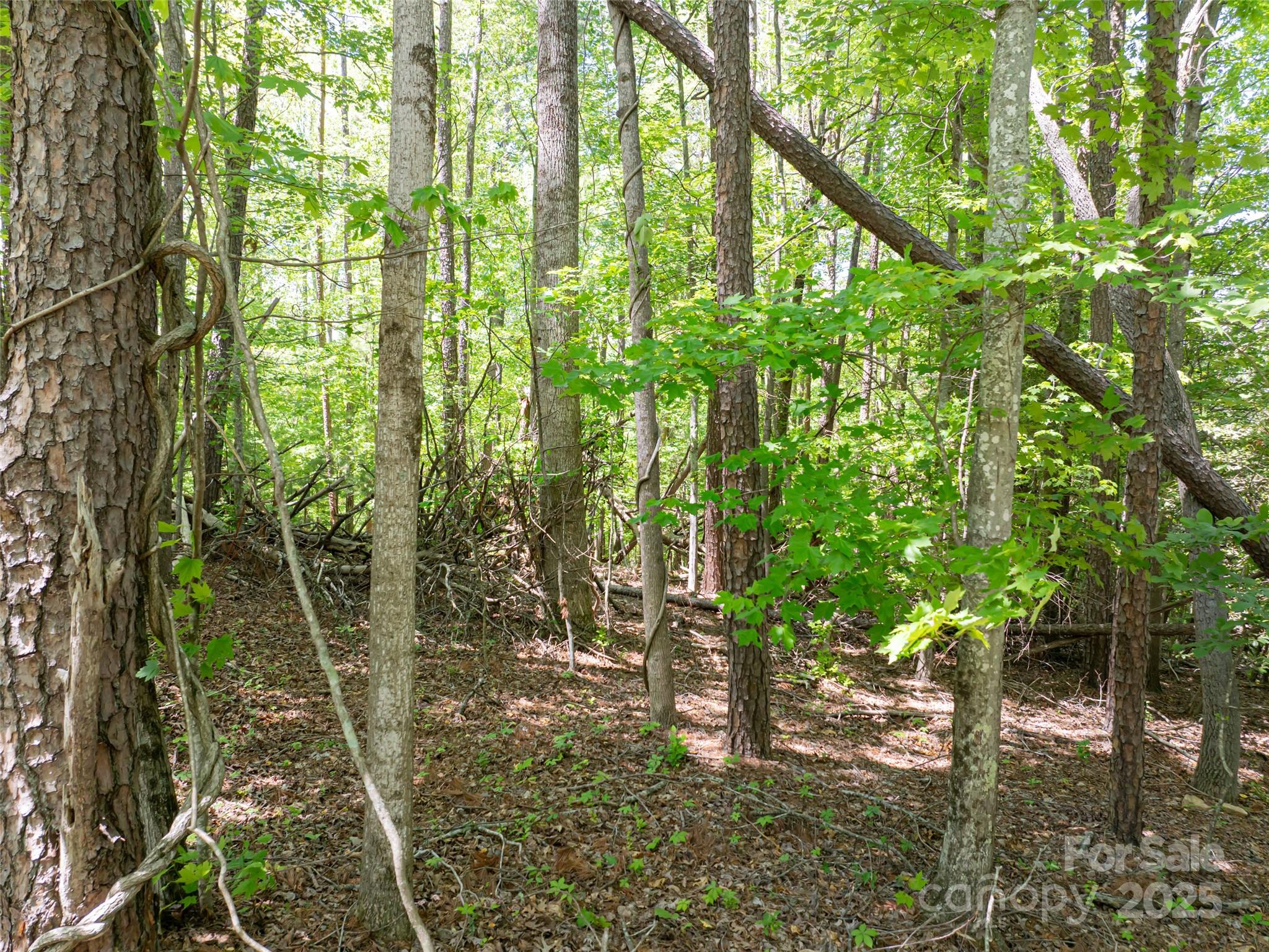 99999 Brevard Road Mills River, NC 28759 - Photo 5 of 13 a backyard of a house with lots of green space and garden view