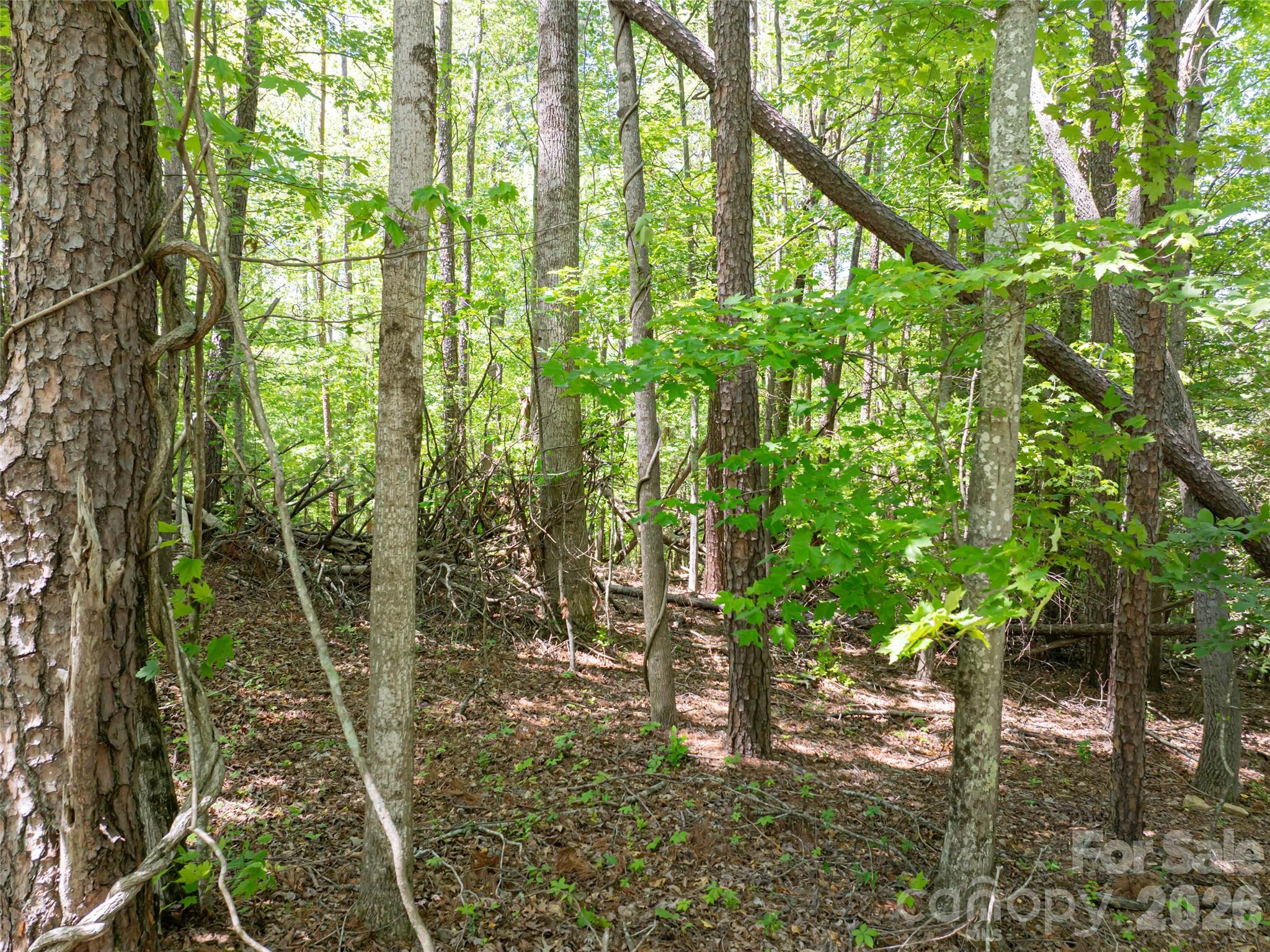 99999 Brevard Road Mills River, NC 28759 - Photo 5 of 13
