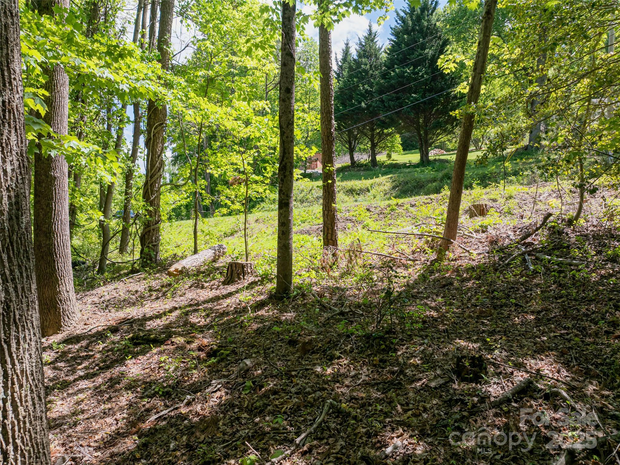 99999 Brevard Road Mills River, NC 28759 - Photo 6 of 13 a view of a yard with plants and large trees