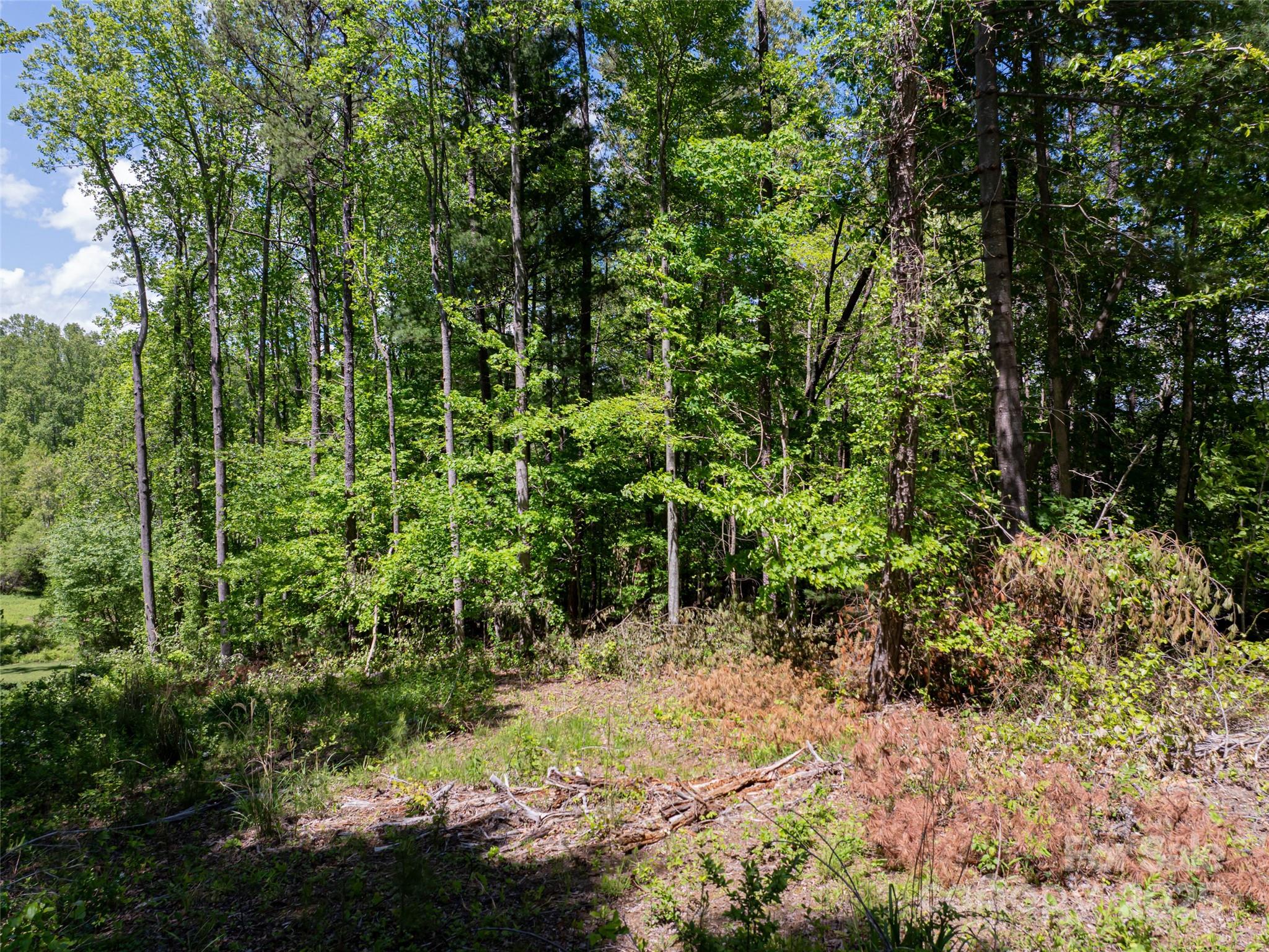 99999 Brevard Road Mills River, NC 28759 - Photo 7 of 13 a view of a garden with plants