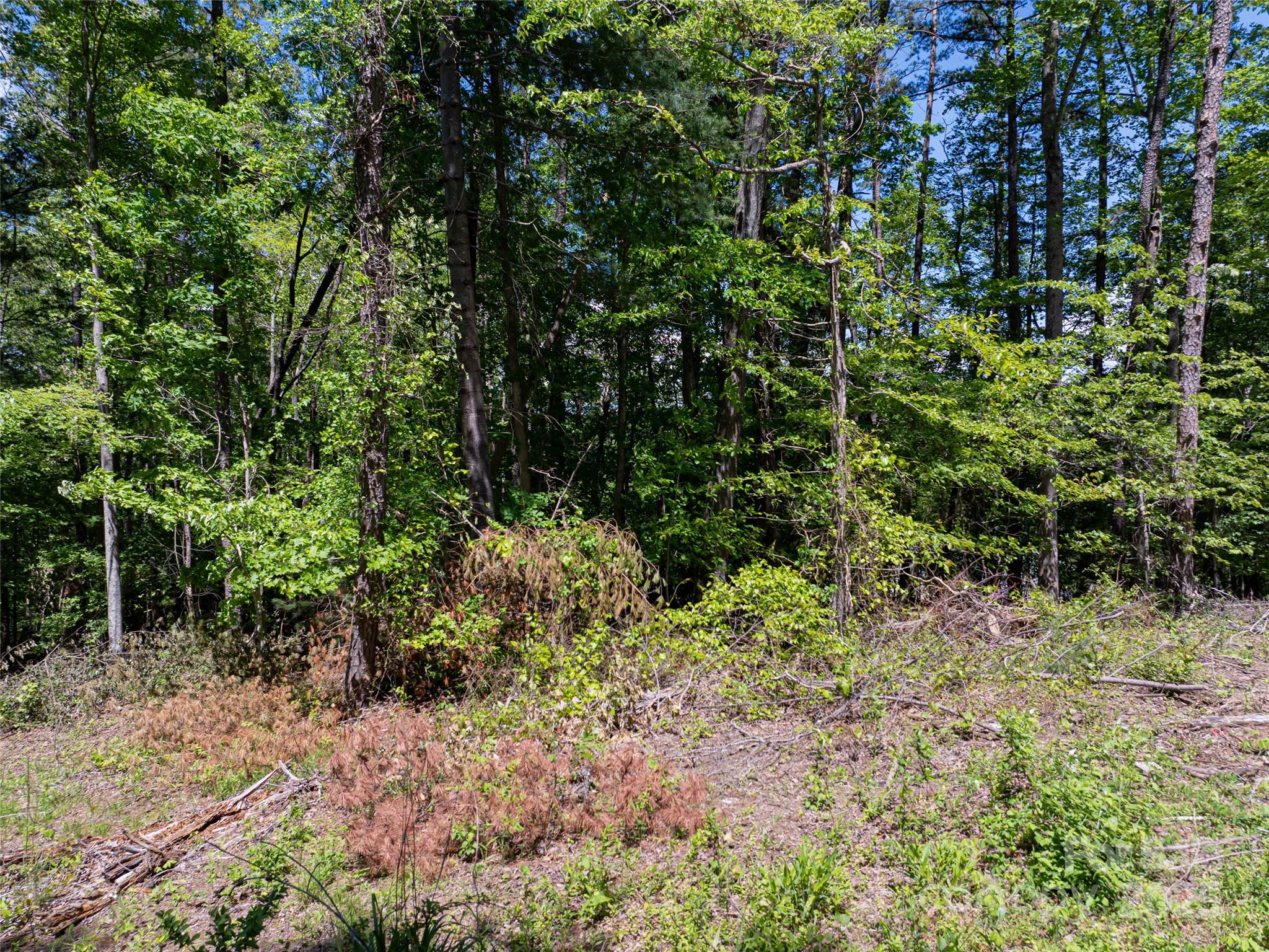 99999 Brevard Road Mills River, NC 28759 - Photo 8 of 13 a view of a garden with plants