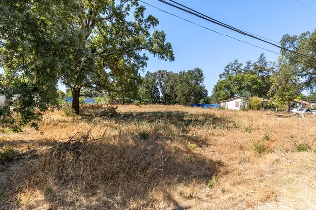a view of a yard with large tree