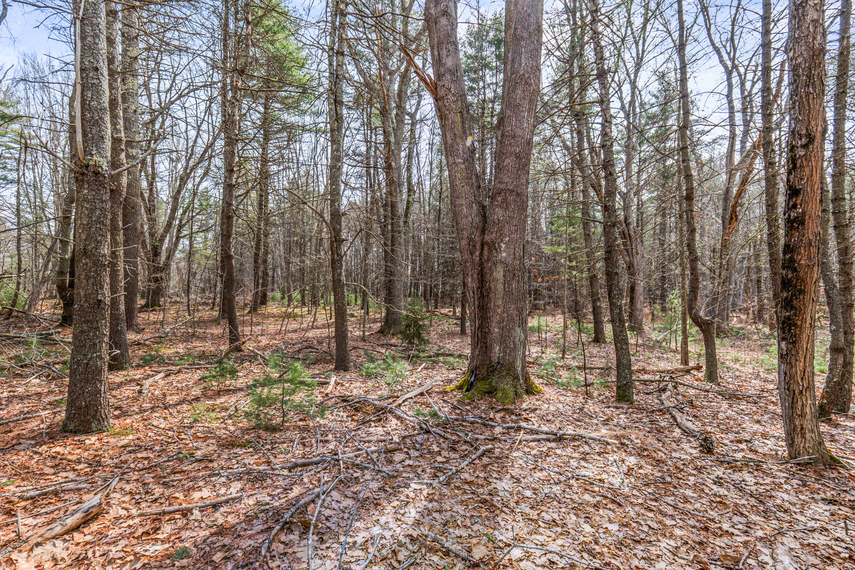 Lot 7-1 Captain John Parker Road Phippsburg, ME 04562 - Photo 19 of 47 Lot 7-1 Captain John Parker Rd_0118