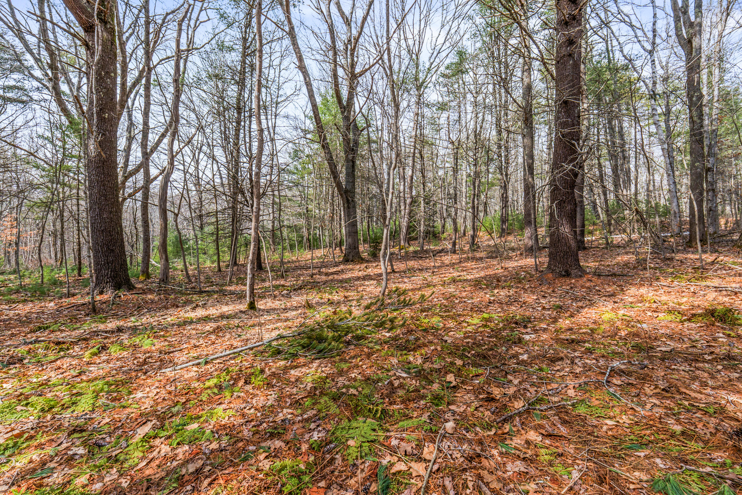 Lot 7-1 Captain John Parker Road Phippsburg, ME 04562 - Photo 20 of 47 Lot 7-1 Captain John Parker Rd_0119
