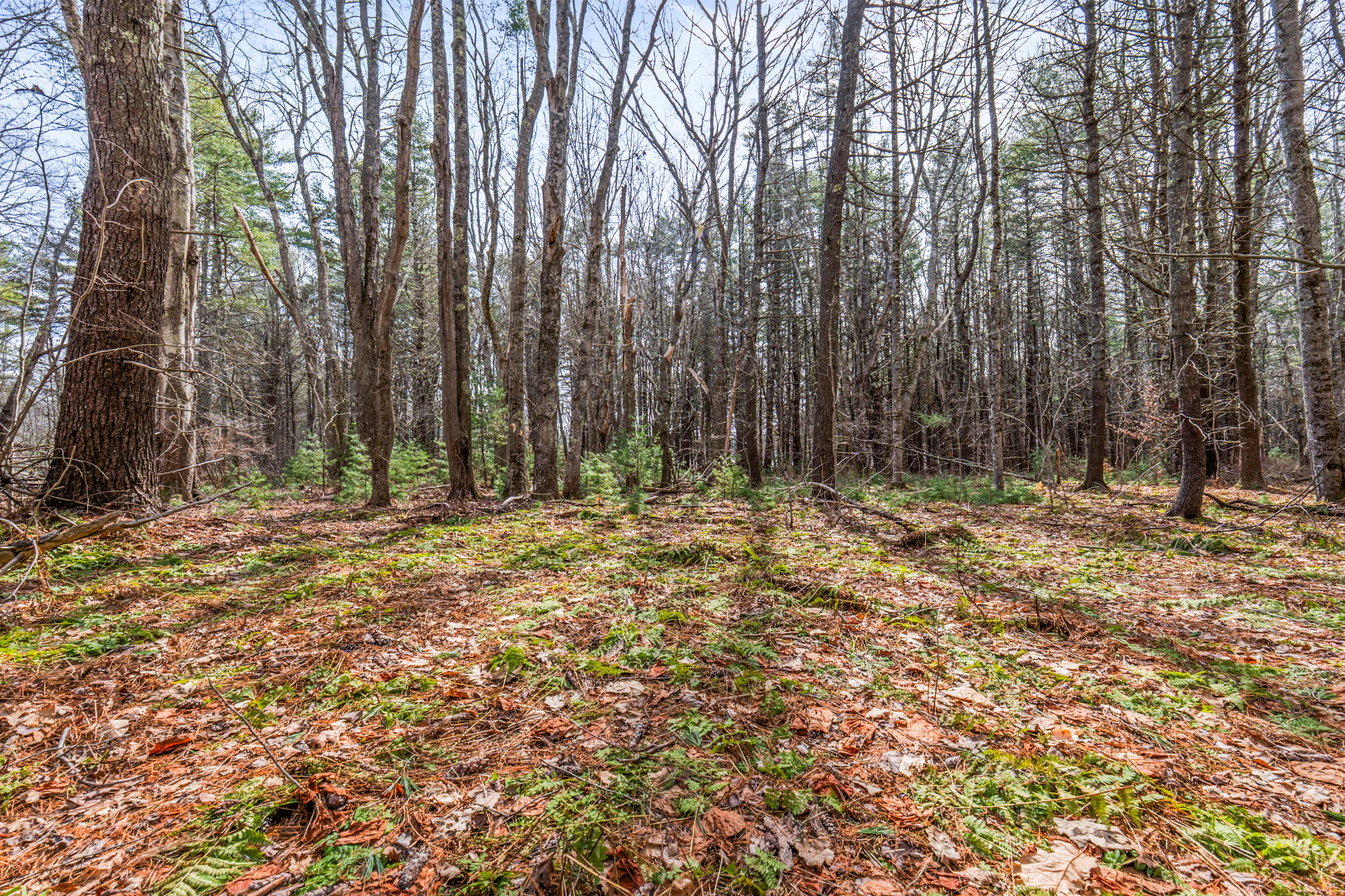 Lot 7-1 Captain John Parker Road Phippsburg, ME 04562 - Photo 21 of 47 Lot 7-1 Captain John Parker Rd_0120