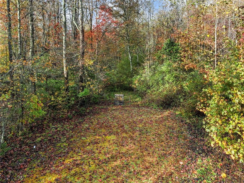 849 Blacksnake Road Mount Airy, GA 30563 - Photo 39 of 68 a view of a yard with plants and large trees