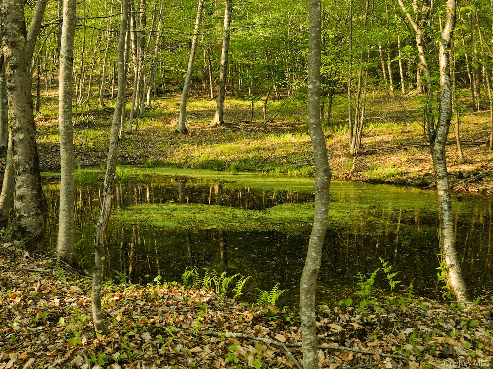2182 Old Rte 17 Roscoe, NY 12776 - Photo 28 of 37 View of undeveloped land