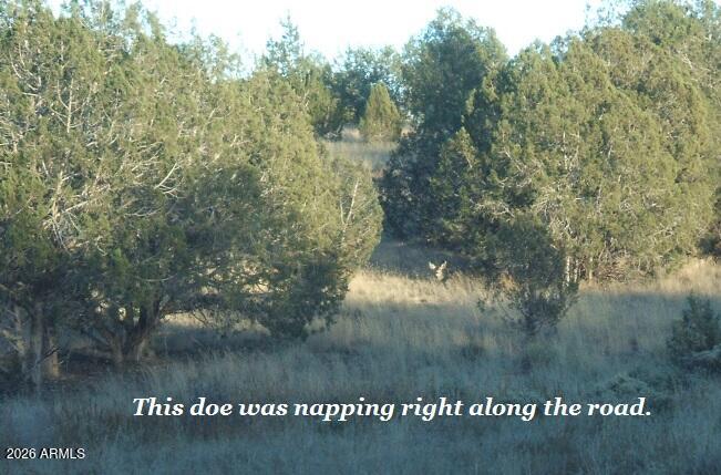 861-w2 861-w2 Cable Road Williams, AZ 86046 - Photo 15 of 16 1677324_orig