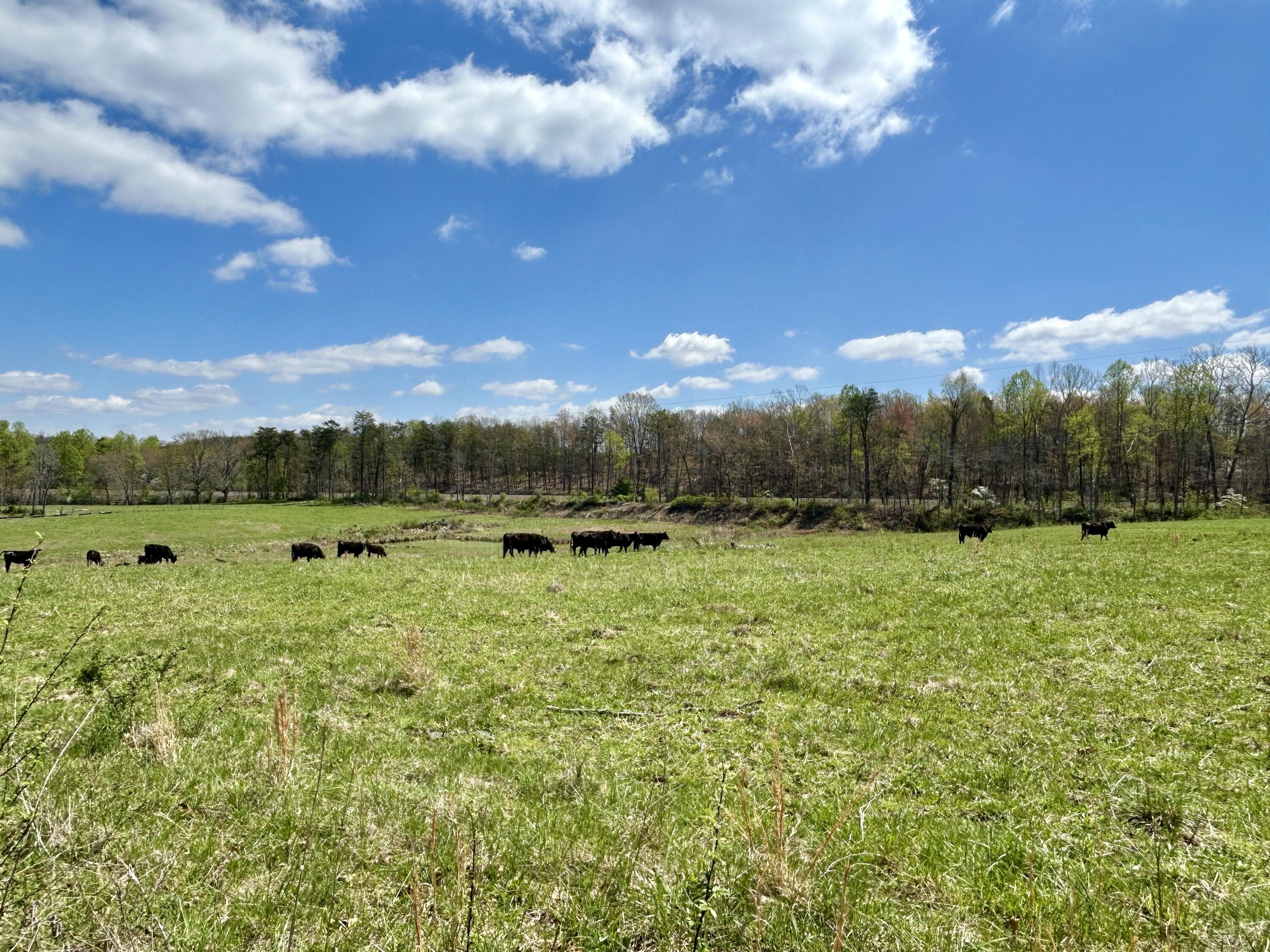 428 Dick Wilson Road Strunk, KY 42649 - Photo 12 of 20 IMG_7575