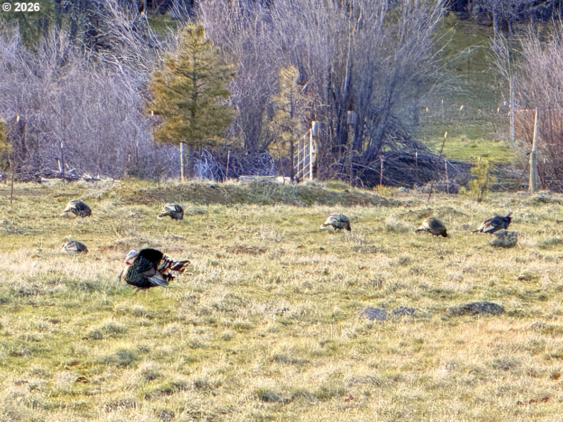 471 Woodland Road Goldendale, WA 98620 - Photo 29 of 43