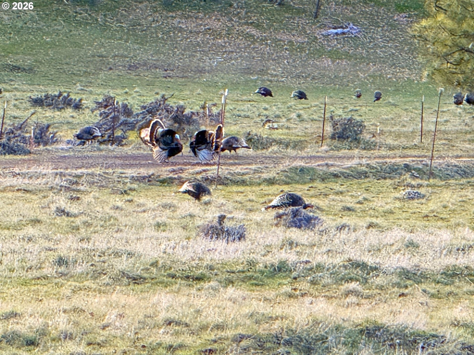 471 Woodland Road Goldendale, WA 98620 - Photo 30 of 43